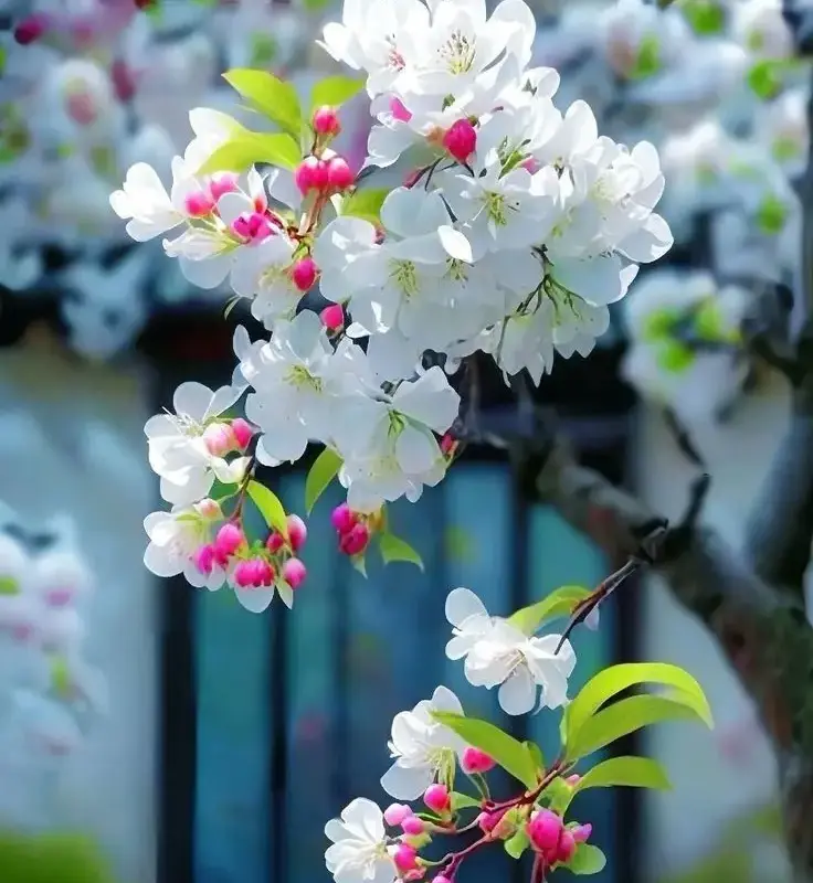 Apple flowers