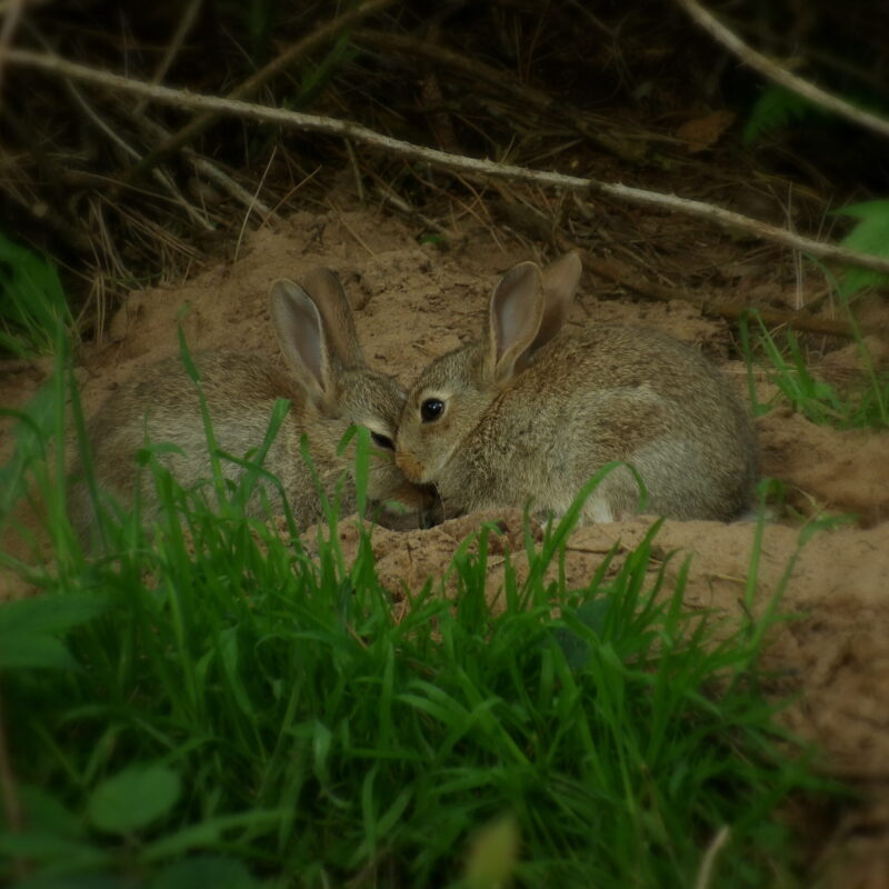 Wild Rabbits