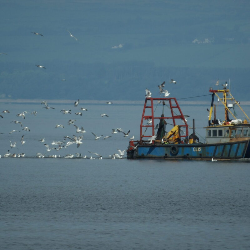 Seagulls & fishing boat