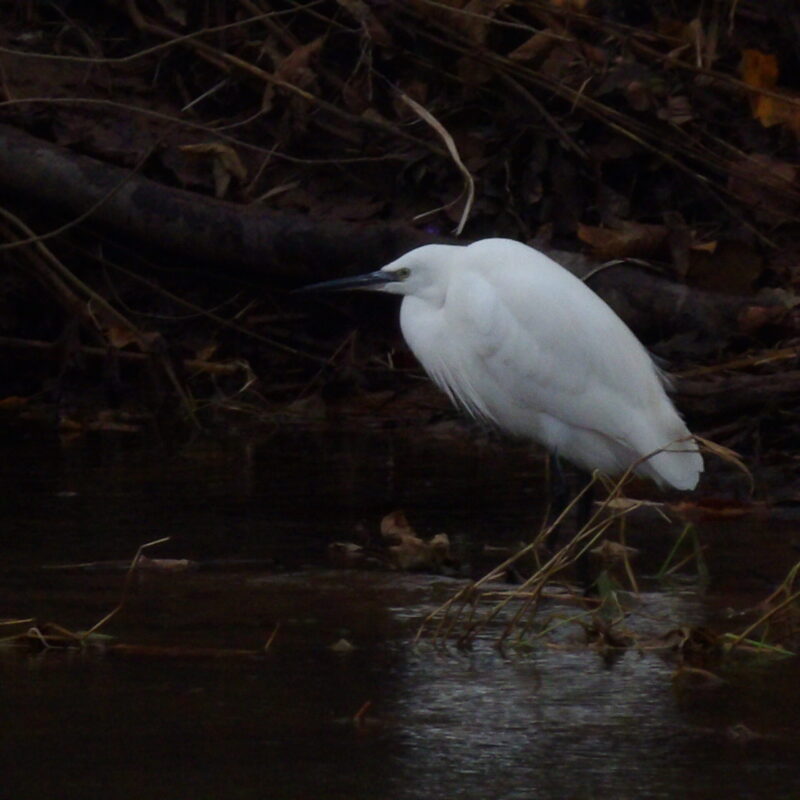 White Heron