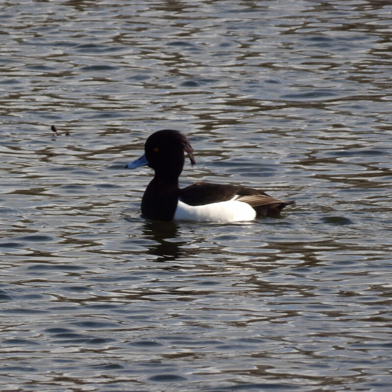 Tufted Duck Littino