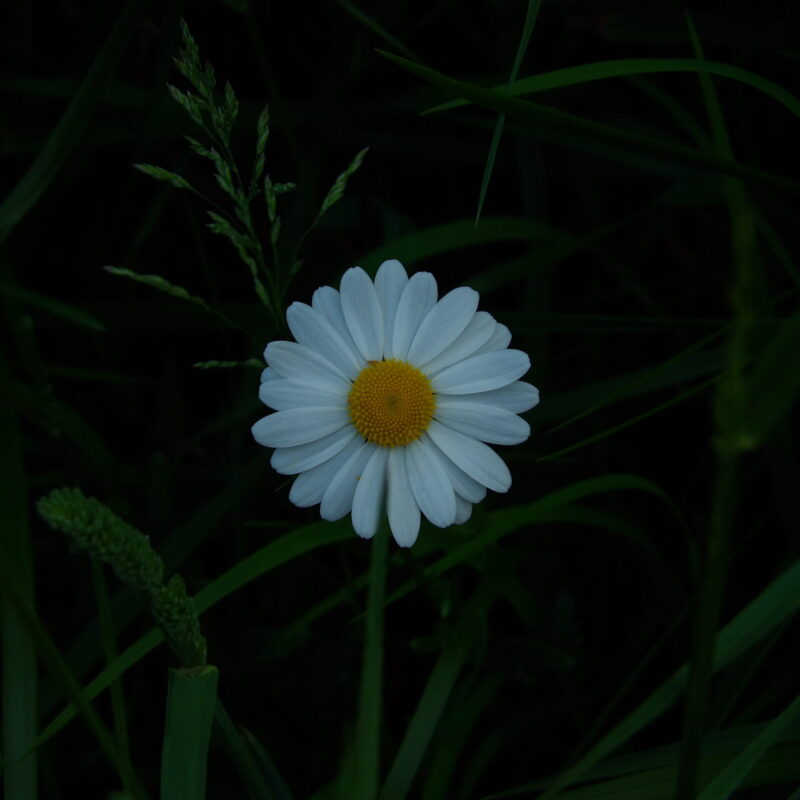 Common Daisy