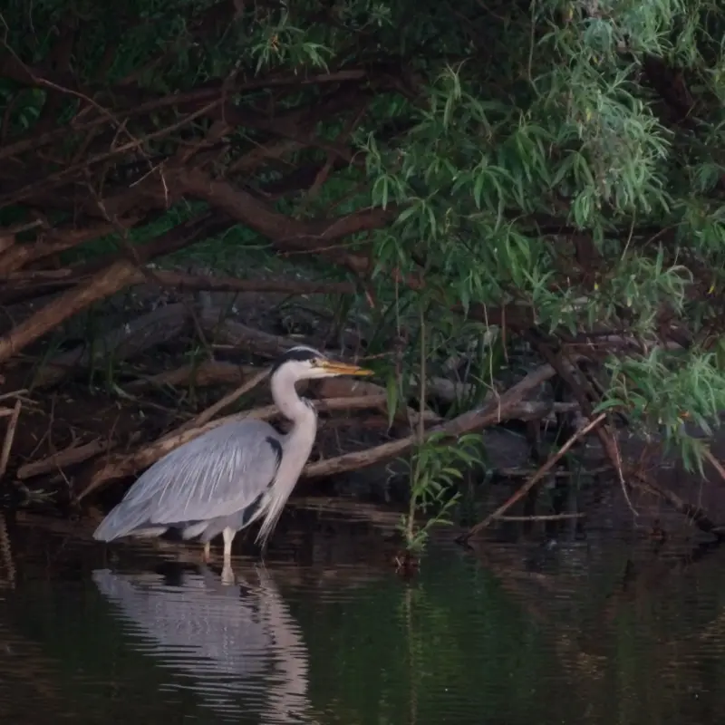 Grey Heron