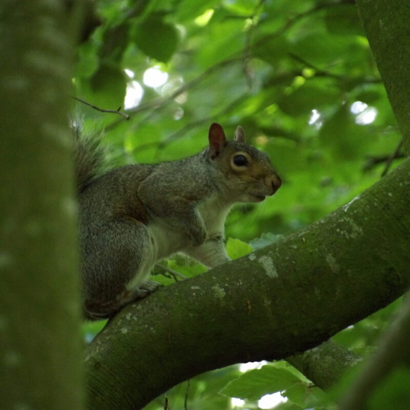 Grey Squrriel