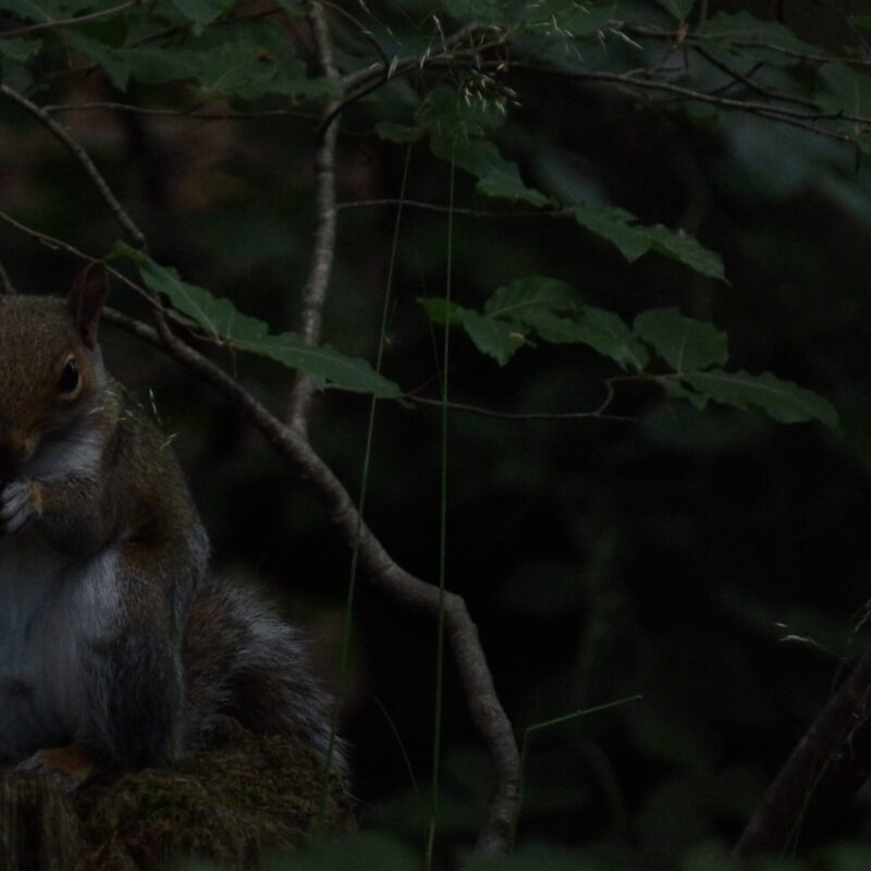 Grey Squirrel