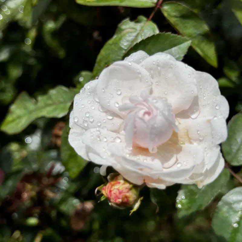 Shrub Rose