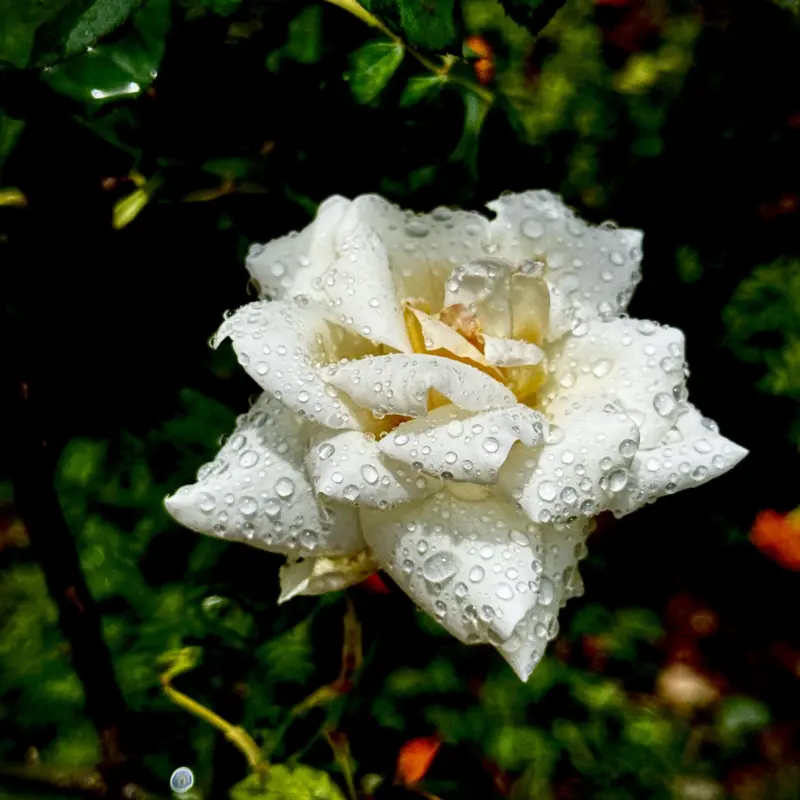 Floribunda Rose