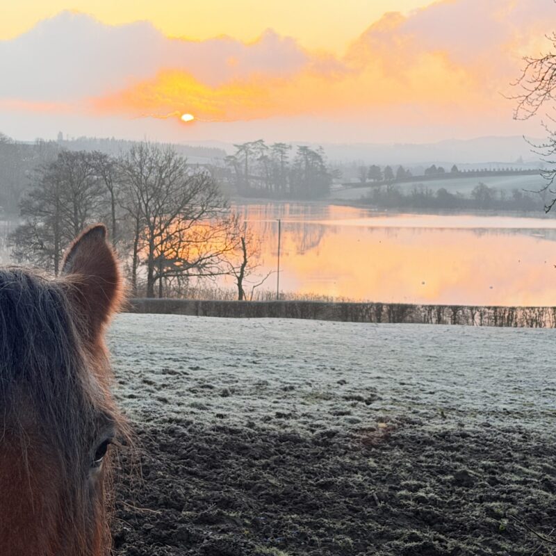Horse beside loch