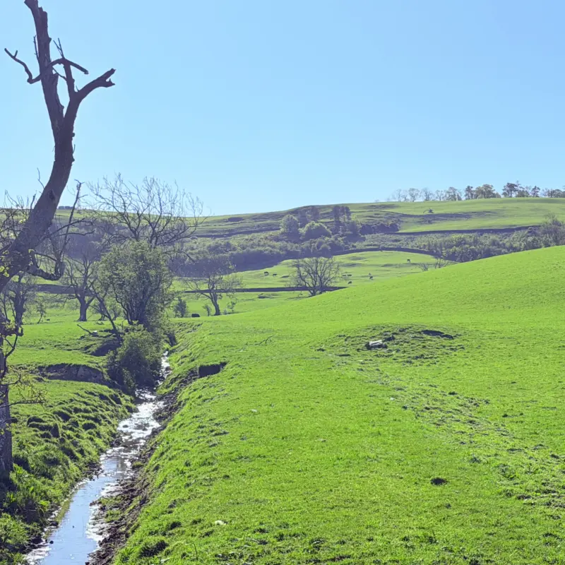 Stream in greenary
