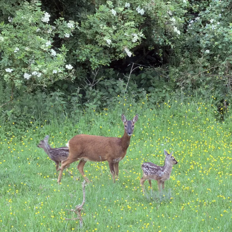 Roe Dears