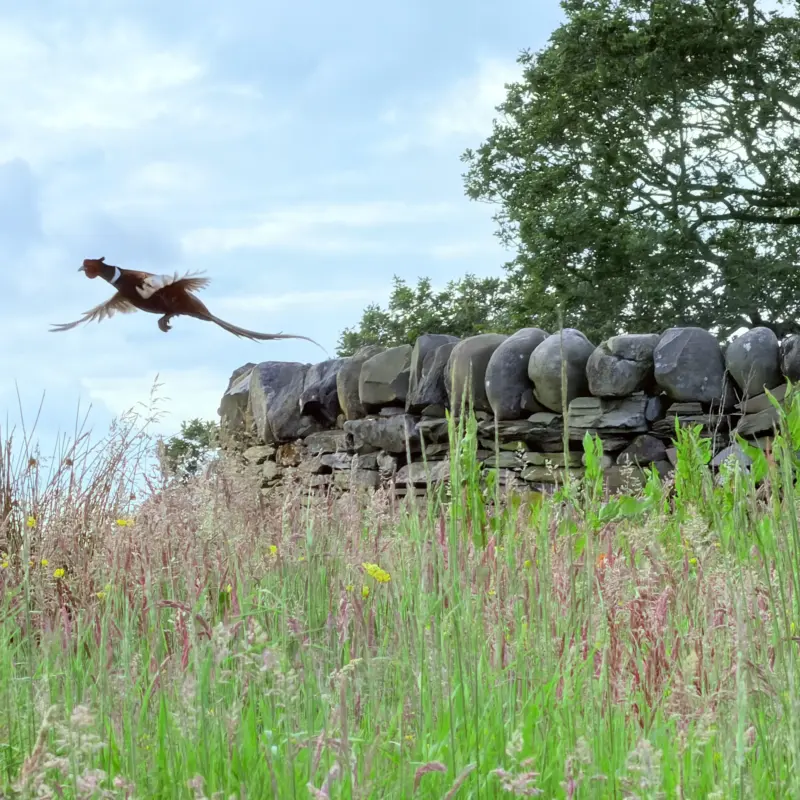 Pheasant flying