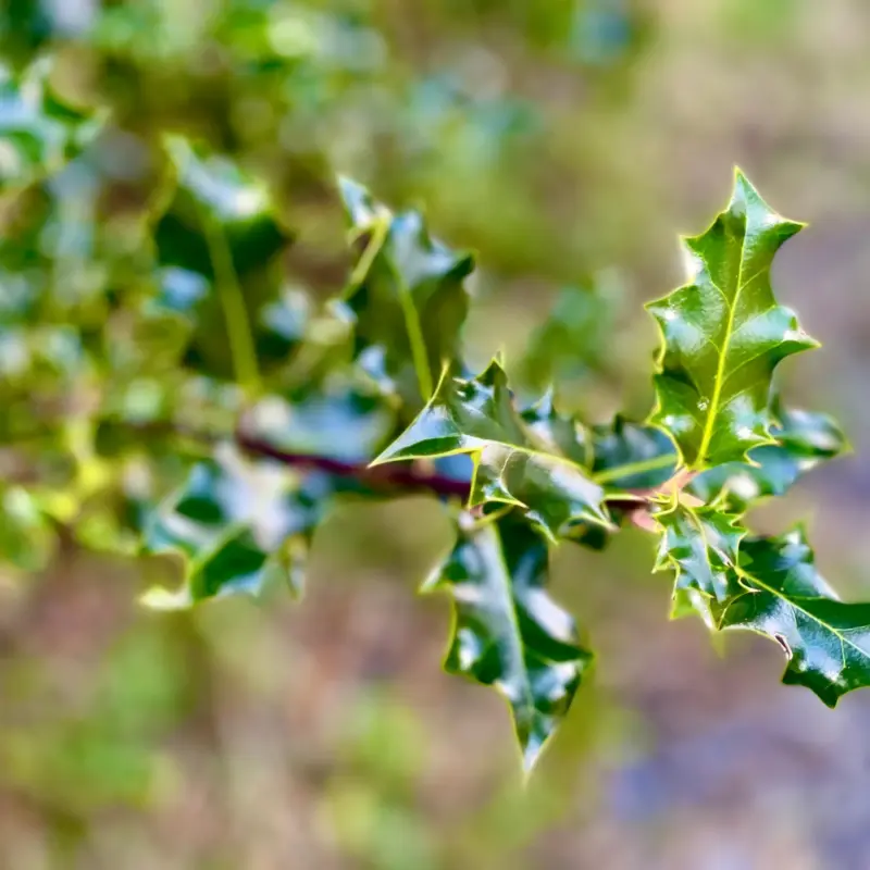 Common Holly