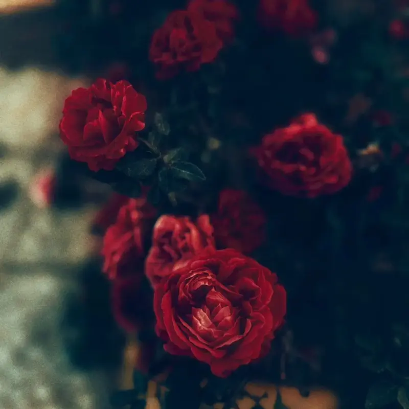 Red Rose
